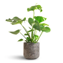 Monstera Deliciosa - Swiss Cheese Plant 29 Monstera Deliciosa - Swiss Cheese Plant -Plant potted plants Monstera deliciosa Swiss Cheese Plant 21x70cm Saar Plant Pot Earth Cement 26x25cm