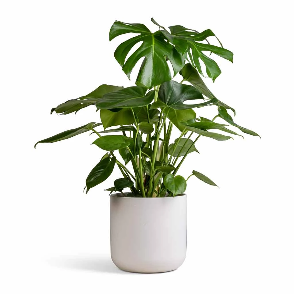 Monstera Deliciosa - Swiss Cheese Plant 12 Monstera Deliciosa - Swiss Cheese Plant - Image 10