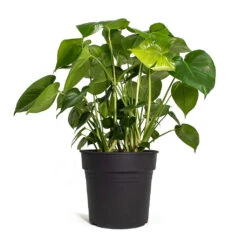 Monstera Deliciosa - Swiss Cheese Plant 32 Monstera Deliciosa - Swiss Cheese Plant -Plant potted plants Monstera deliciosa Swiss Cheese Plant 30cm