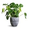 Monstera Deliciosa - Swiss Cheese Plant -Plant potted plants Monstera deliciosa Swiss Cheese Plant 30x80cm Cas Plant Pot Anthracite 39x36cm