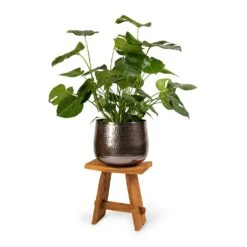 Monstera Deliciosa - Swiss Cheese Plant 33 Monstera Deliciosa - Swiss Cheese Plant -Plant potted plants Monstera deliciosa Swiss Cheese Plant 30x80cm Jenna Metal Plant Pots Set3 Lead 9154eb5d d5a4 43f1 a3a5 6238707d9c6d