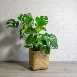 Monstera Deliciosa - Swiss Cheese Plant 35 Monstera Deliciosa - Swiss Cheese Plant -Plant potted plants Monstera deliciosa Swiss Cheese Plant Kobe Bamboo Planter