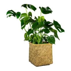 Kobe Bamboo Planter -Plant potted plants Monstera deliciosa Swiss Cheese Plant Kobe Bamboo Planter plant pot 765e3818 43e1 4b9d 9b03 2092a9d1c5a8