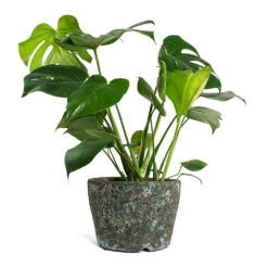 Monstera Deliciosa - Swiss Cheese Plant 38 Monstera Deliciosa - Swiss Cheese Plant -Plant potted plants Monstera deliciosa Swiss Cheese Plant Lava Couple Straight Relic Planter Jade e10d5cdf 9ed7 4c96 9da4 a09fccb68194