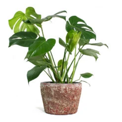 Monstera Deliciosa - Swiss Cheese Plant 36 Monstera Deliciosa - Swiss Cheese Plant -Plant potted plants Monstera deliciosa Swiss Cheese Plant Lava Couple Straight Relic Planter Pink 1c570f30 76d0 4e5f 8efc e6db177ddf6c
