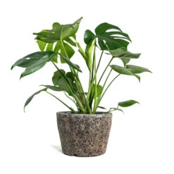Monstera Deliciosa - Swiss Cheese Plant 37 Monstera Deliciosa - Swiss Cheese Plant -Plant potted plants Monstera deliciosa Swiss Cheese Plant Lava Couple Straight Relic Planter Rust d7609045 b386 403e 94f9 c4b9991748d3