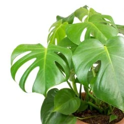 Monstera Deliciosa - Moss Pole - HydroCare -Plant potted plants Monstera deliciosa Swiss Cheese Plant Leaves b8e99950 1f87 4732 936f d5030097bfc4