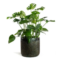 Luxe Lite Layer Cylinder Planter - Bronze -Plant potted plants Monstera deliciosa Swiss Cheese Plant Luxe Lite Layer Cylinder Planter Bronze