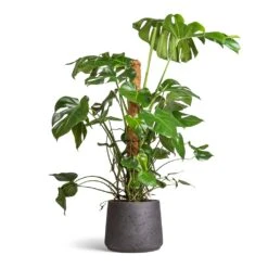 Patt Plant Pot - Black Washed 27 Patt Plant Pot - Black Washed -Plant potted plants Monstera deliciosa Swiss Cheese Plant Moss Pole 27x120cm Patt Plant Pot Black Washed 34x29cm ab2149e8 7db8 44c9 98fb c2395be54661