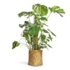 Monstera Deliciosa - Swiss Cheese Plant - Moss Pole -Plant potted plants Monstera deliciosa Swiss Cheese Plant Moss Pole 27x120cm Zayn Bamboo Planter 31.5x33cm 2