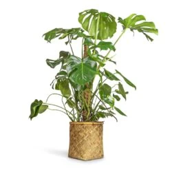 Zayn Bamboo Planter -Plant potted plants Monstera deliciosa Swiss Cheese Plant Moss Pole 27x120cm Zayn Bamboo Planter 31.5x33cm 2 6aa9c1a4 6f08 459e adc3 1adbcb94801e