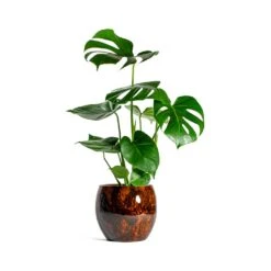Monstera Deliciosa - Swiss Cheese Plant 28 Monstera Deliciosa - Swiss Cheese Plant -Plant potted plants Monstera deliciosa Swiss Cheese Plant kae cayenne plant pot