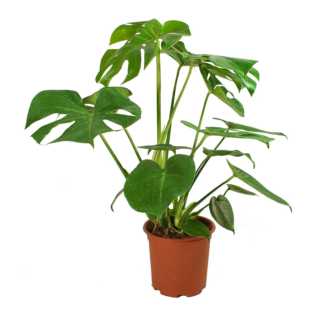Monstera Deliciosa - Swiss Cheese Plant 22 Monstera Deliciosa - Swiss Cheese Plant - Image 20
