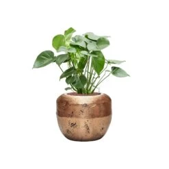 Opus Raw Couple Planter - Gold 34 Opus Raw Couple Planter - Gold -Plant potted plants Monsteradeliciosa Hydroculture OpusRawCouplePlanter Gold