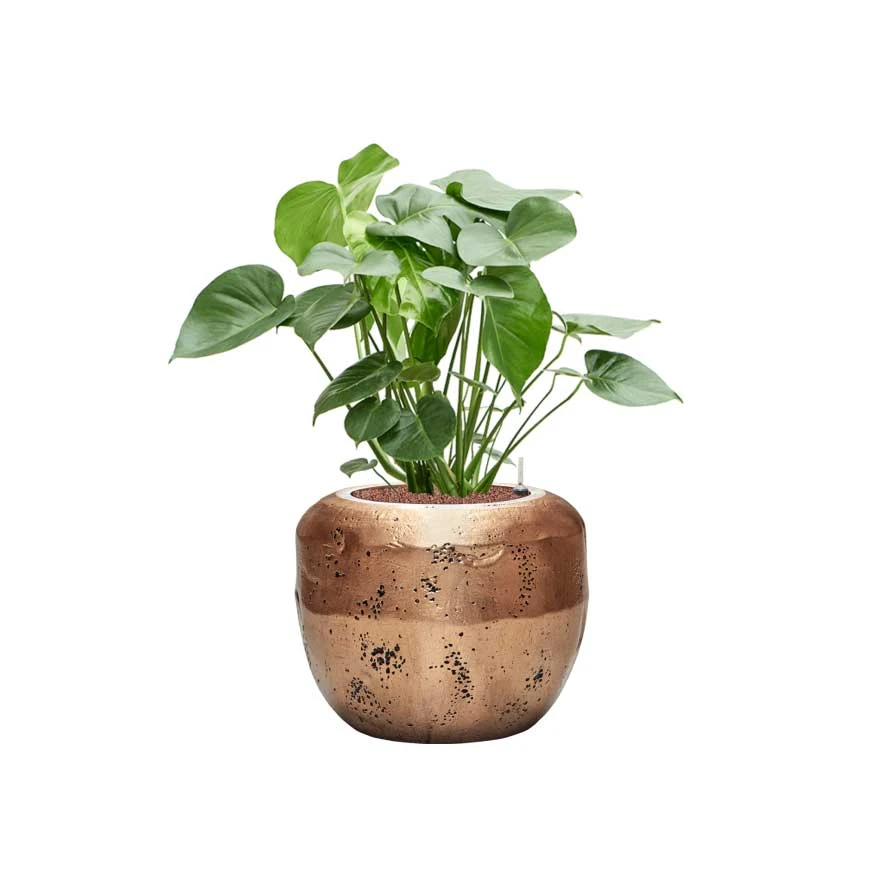 Opus Raw Couple Planter - Gold 15 Opus Raw Couple Planter - Gold - Image 13