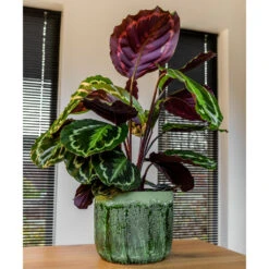 Moon Plant Pot - Jungle -Plant potted plants MoonPlantPotJungle 1