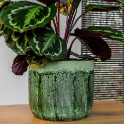 Moon Plant Pot - Jungle -Plant potted plants MoonPlantPotJungle 2