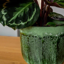 Moon Plant Pot - Jungle -Plant potted plants MoonPlantPotJungle 3