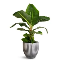 Musa Dwarf Cavendish - Banana Plant -Plant potted plants Musa Dwarf Cavendish Banana Plant 17x50cm Lagos Plant Pot Anthracite 20x20cm