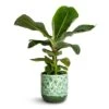 Musa Dwarf Cavendish - Banana Plant -Plant potted plants Musa Dwarf Cavendish Banana Plant 17x50cm Ocean Glaze Plant Pot Emerald 18x18cm