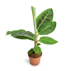 Musa Dwarf Cavendish - Banana Plant -Plant potted plants Musa Dwarf Cavendish Banana Plant 17x60cm 2