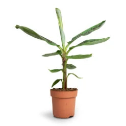 Musa Dwarf Cavendish - Banana Plant -Plant potted plants Musa Dwarf Cavendish Banana Plant 17x60cm