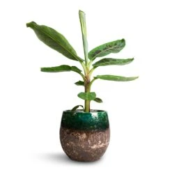 Musa Dwarf Cavendish - Banana Plant -Plant potted plants Musa Dwarf Cavendish Banana Plant 17x60cm Lindy Plant Pot Black Green 23x20cm