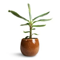 Musa Dwarf Cavendish - Banana Plant -Plant potted plants Musa Dwarf Cavendish Banana Plant 17x60cm Mischa Plant Pot Caramel 24x22cm