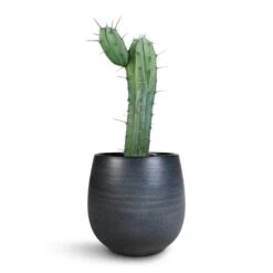 Myrtillocactus Geometrizans - Blue Myrtle Cactus -Plant potted plants Myrtillocactus Geometrizans Blue Myrtle Cactus Esra Plant Pot Graphite 22x20cm