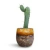 Myrtillocactus Geometrizans - Blue Myrtle Cactus -Plant potted plants Myrtillocactus Geometrizans Blue Myrtle Cactus Lindy Plant Pot Ochre 23x20cm