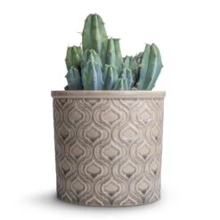 Myrtillocactus Geometrizans - Blue Myrtle Cactus -Plant potted plants Myrtillocactus geometrizans Blue Myrtle Cactus 12x20cm Venetian Plant Pot Grey 16x14cm
