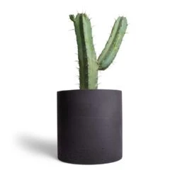 Myrtillocactus Geometrizans - Blue Myrtle Cactus -Plant potted plants Myrtillocactus geometrizans Blue Myrtle Cactus 17x50cm Puk Plant Pot Black Washed 25x25cm
