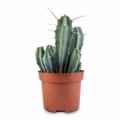 Myrtillocactus Geometrizans - Blue Myrtle Cactus -Plant potted plants Myrtillocactus geometrizans Blue Myrtle Cactus