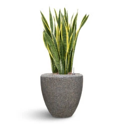 Naturescast Couple Planter - Grey -Plant potted plants Naturescast Couple Planter Grey Sanseveria