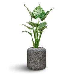 Naturescast Cylinder Planter - Grey -Plant potted plants Naturescast Cylinder Planter Alocasia