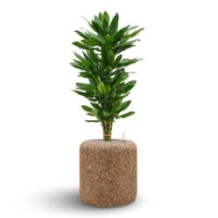 Naturescast Cylinder Planter - Natural -Plant potted plants Naturescast Cylinder Planter Cinthro