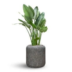 Naturescast Cylinder Planter - Grey -Plant potted plants Naturescast Cylinder Planter Strelitzia