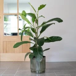 Nella Plant Pot - Forest -Plant potted plants Nella Forest 7