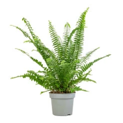 Nephrolepis Exaltata Bostoniensis - Boston Fern -Plant potted plants Nephrolepis exaltata Bostoniensis Boston Fern 12x30cm 2