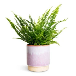 Copenhagen Plant Pot - Pink -Plant potted plants Nephrolepis exaltata Bostoniensis Boston Fern 12x30cm Copenhagen Plant Pot Pink 15.5x16cm