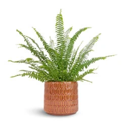 Nephrolepis Exaltata Bostoniensis - Boston Fern -Plant potted plants Nephrolepis exaltata Bostoniensis Boston Fern 12x30cm Flor Plant Pot Orange 17x15cm