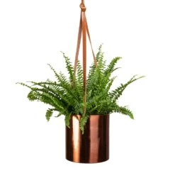 Nephrolepis Exaltata Bostoniensis - Boston Fern -Plant potted plants Nephrolepis exaltata Bostoniensis Boston Fern 12x30cm Floro Hanging Plant Pot Copper 15x15cm 094f911e fd2a 4f09 865b c99959fc1f2f