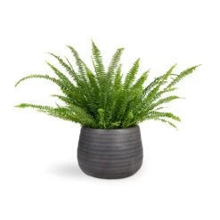 Angle Darcy Plant Pot - Anthracite -Plant potted plants Nephrolepis exaltata Bostoniensis Boston Fern 17x40cm Angle Darcy Plant Pot Anthracite 34.5x24cm