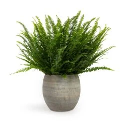 Nephrolepis Exaltata Bostoniensis - Boston Fern -Plant potted plants Nephrolepis exaltata Bostoniensis Boston Fern 17x40cm Dex Plant Pot Earth 22x20cm 5175aecc c88b 4329 8408 dbb85a0a41c0