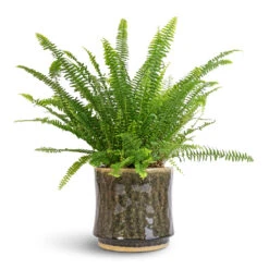 Nolan Plant Pot - Pine -Plant potted plants Nephrolepis exaltata Bostoniensis Boston Fern 17x40cm Nolan Plant Pot Pine 21x20cm 56d29545 5d1b 4808 a278 0d2e33035bfd