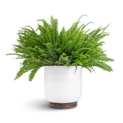 Jayla Plant Pot - White -Plant potted plants Nephrolepis exaltata Bostoniensis Boston Fern 19x50cm Jayla Plant Pot White 27x25cm 6a1b5f44 5ef9 40f1 aabd 36c720360485