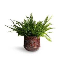 Nephrolepis Exaltata Bostoniensis - Boston Fern -Plant potted plants Nephrolepis exaltata Bostoniensis Boston Fern 19x50cm Noud Plant Pot Marrakesh 26x22cm
