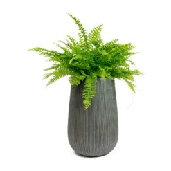 Patt High Plant Vase - Ridged Dark Grey -Plant potted plants Nephrolepis exaltata Bostoniensis Boston Fern Patt High Plant Vase Ridged Dark Grey 72426f50 1d8d 409c b712 c400f9c87047