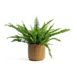 Nephrolepis Exaltata Bostoniensis - Boston Fern -Plant potted plants Nephrolepis exaltata Bostoniensis Boston Fern Thies Plant Pot Mustard 5c4d2b0b 1611 4b4a a1fd b010cc00fc77