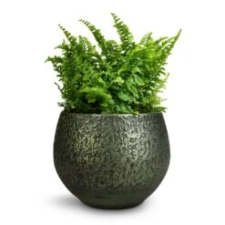 Noor Plant Pot - Velvet Green -Plant potted plants Nephrolepis exaltata Vitale Compact Sword Fern 12x20cm Noor Plant Pot Velvet Green 16x13cm 346610c6 9d51 4936 af7c 4ab20709583b